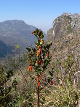 Imagem de Halleria lucida L.