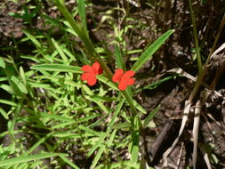 Image of Asiatic witchweed