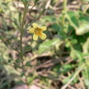 Image of Jamesbrittenia micrantha (Klotzsch) O. M. Hilliard