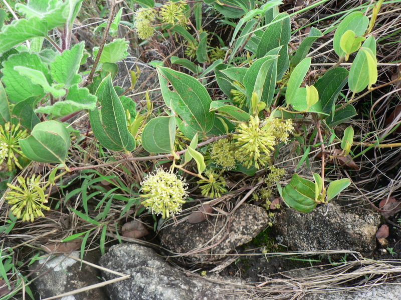 Smilax anceps Willd. resmi