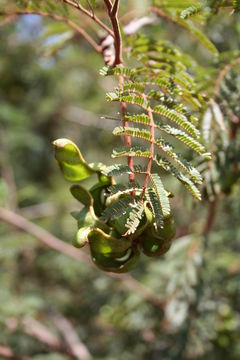 Imagem de Dichrostachys cinerea (L.) Wight & Arn.