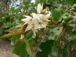 Solanum chrysotrichum Schltdl.的圖片