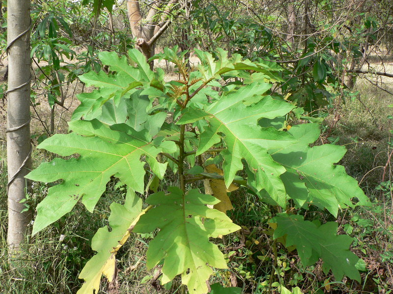 Solanum chrysotrichum Schltdl.的圖片