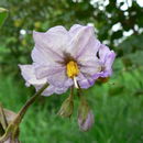 Image of <i>Solanum panduriforme</i>