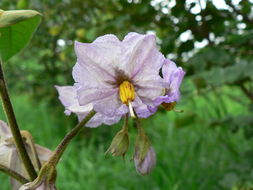 Image of <i>Solanum panduriforme</i>