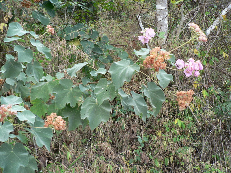 Imagem de Dombeya burgessiae Gerr. ex Harv. & Sond.