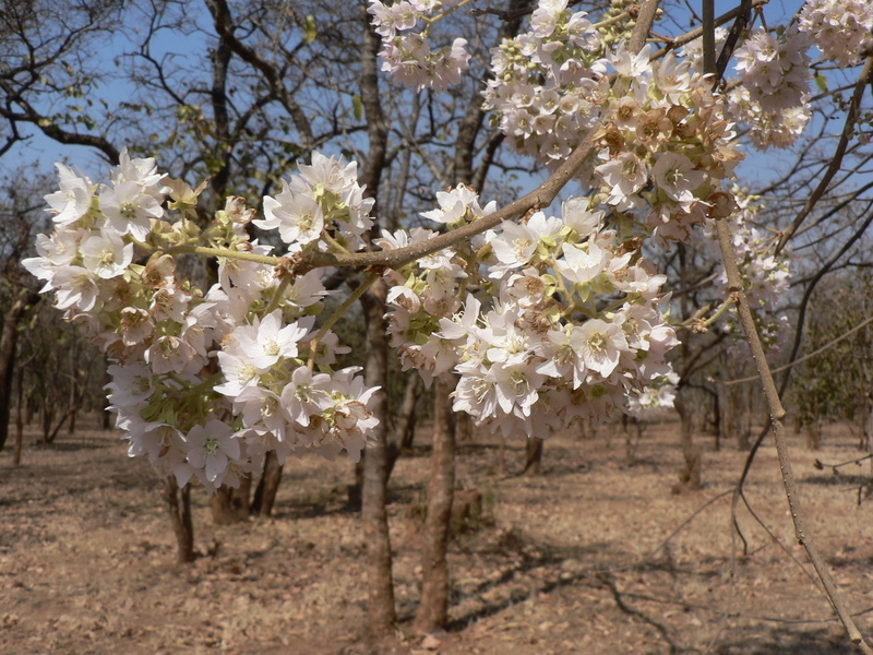 Imagem de Dombeya rotundifolia (Hochst.) Planch.