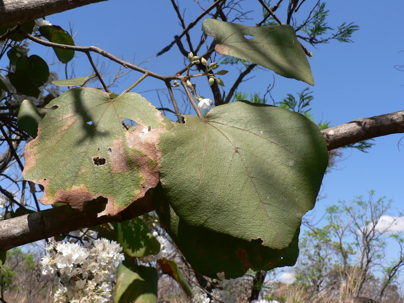 Imagem de Dombeya rotundifolia (Hochst.) Planch.