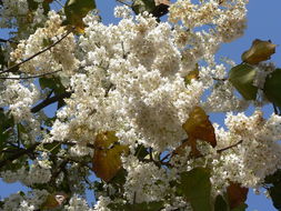 Imagem de Dombeya rotundifolia (Hochst.) Planch.