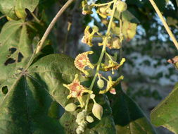 Image of African star-chestnut