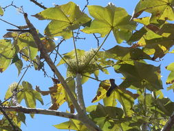 صورة Sterculia quinqueloba (Garcke) K. Schum.