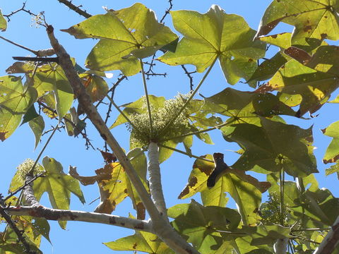 صورة Sterculia quinqueloba (Garcke) K. Schum.