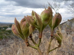 صورة Sterculia quinqueloba (Garcke) K. Schum.