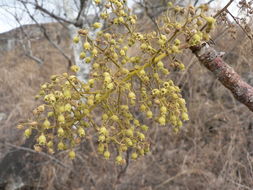 صورة Sterculia quinqueloba (Garcke) K. Schum.