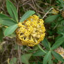 Image of Gnidia glauca (Fres.) Gilg