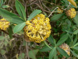 Image of Gnidia glauca (Fres.) Gilg