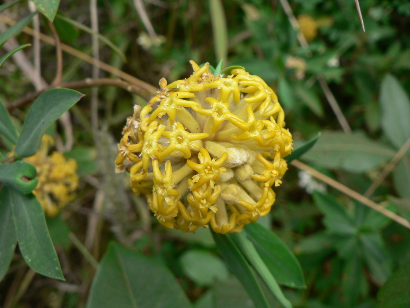 Image of Gnidia glauca (Fres.) Gilg