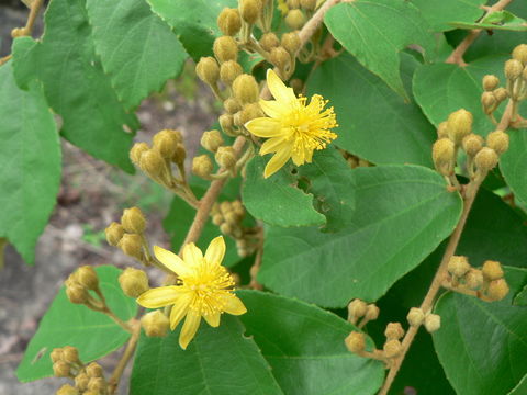 Image de Grewia flavescens Juss.