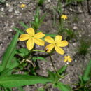 Image of Tricliceras lobatum (Urban) R. B. Fernandes