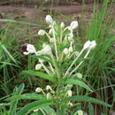 Clerodendrum ternatum Schinz的圖片