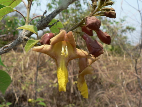 Gmelina arborea Roxb. ex Sm. resmi