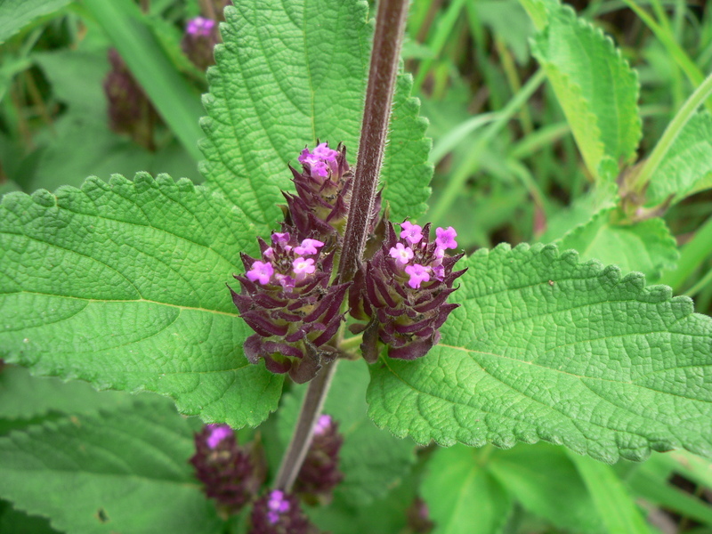 Plancia ëd Lantana ukambensis (Vatke) Verdc.