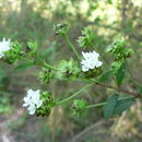 Image of threeleaf shrubverbena