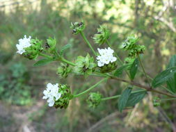 Image of threeleaf shrubverbena