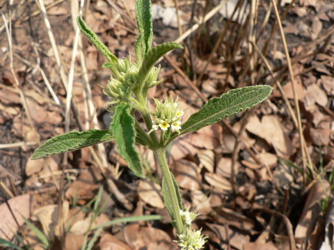 Plancia ëd Lippia javanica (Burm. fil.) Spreng.