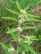 Слика од Lippia javanica (Burm. fil.) Spreng.