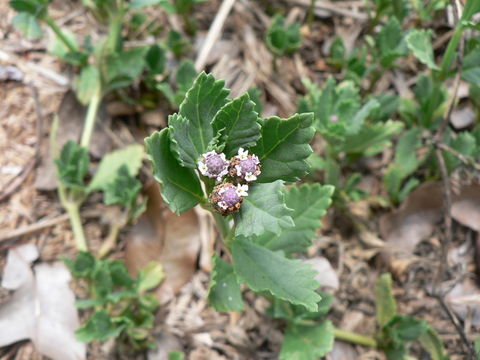 Plancia ëd Phyla nodiflora (L.) Greene