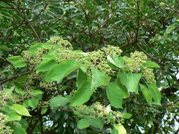 Image of Large-leaved skunk-bush