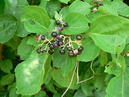 Image of Large-leaved skunk-bush