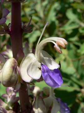 Image of Smooth-leaved blue cat's whiskers