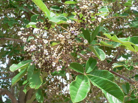 Imagem de Vitex payos (Lour.) Merr.