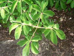 Image of Chocolate berry