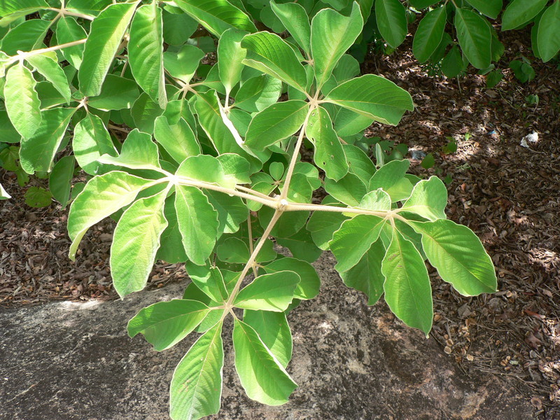 Image of Chocolate berry