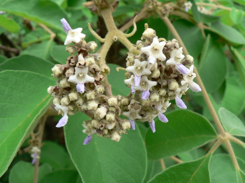 Image of Chocolate berry