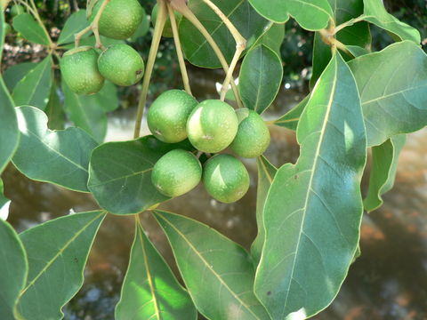 Image of Chocolate berry