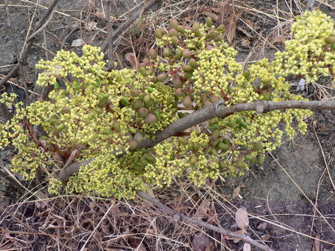 Plancia ëd Cissus cornifolia (Bak.) Planch.