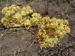 Plancia ëd Cissus cornifolia (Bak.) Planch.