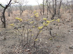 Plancia ëd Cissus cornifolia (Bak.) Planch.