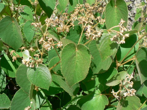 Image of Cissus rubiginosa (Welw. ex Bak.) Planch.