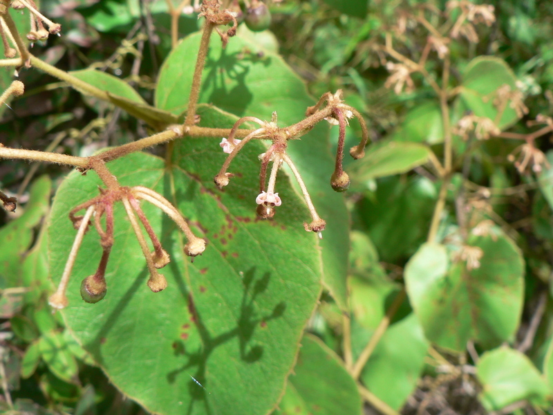 Image of Cissus rubiginosa (Welw. ex Bak.) Planch.