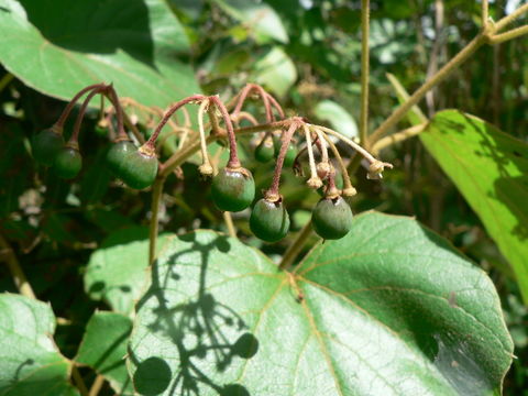 Image of Cissus rubiginosa (Welw. ex Bak.) Planch.