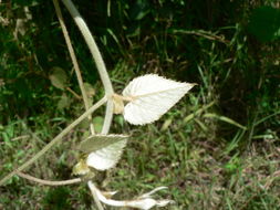 Image of Cissus rubiginosa (Welw. ex Bak.) Planch.