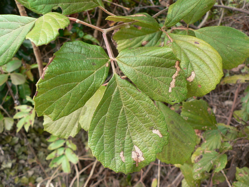 Image of Bitter grape