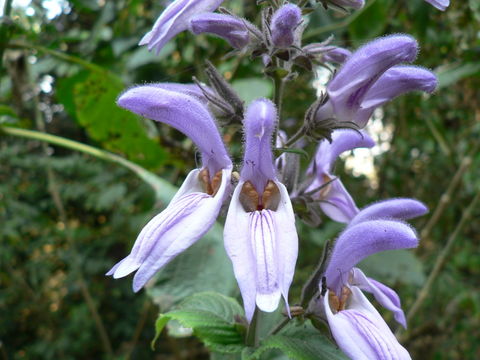 صورة Brillantaisia cicatricosa Lindau