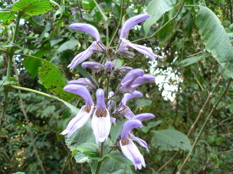 صورة Brillantaisia cicatricosa Lindau