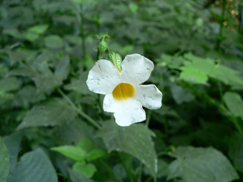 Image of Thunbergia petersiana Lindau